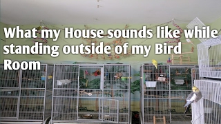 What my house sounds like while standing outside of my Bird Room