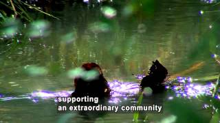 Hidden Biodiversity: Microorganisms in Polluted Water (Accessible Preview)