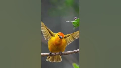 "Watch the Incredible Weaver Birds flapping her wings | YouTube Shorts"