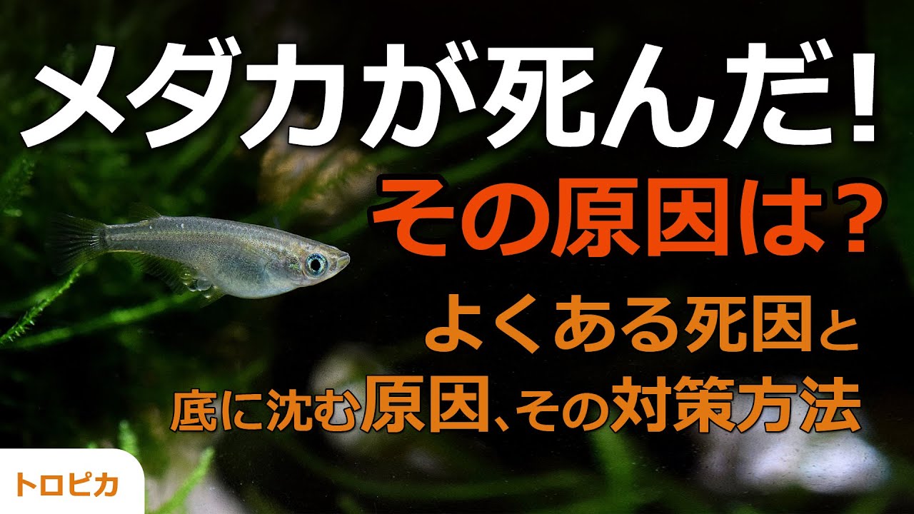 メダカが死んだ よくある死因と底に沈む原因 その対策 方法を解説します Youtube