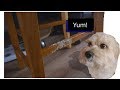 Chair Repair: Fixing when dogs confuse kitchen chairs with chew toys: Simple Tools Chair Repair: Fixing when dogs confuse kitchen chairs with chew toys: Simple Tools