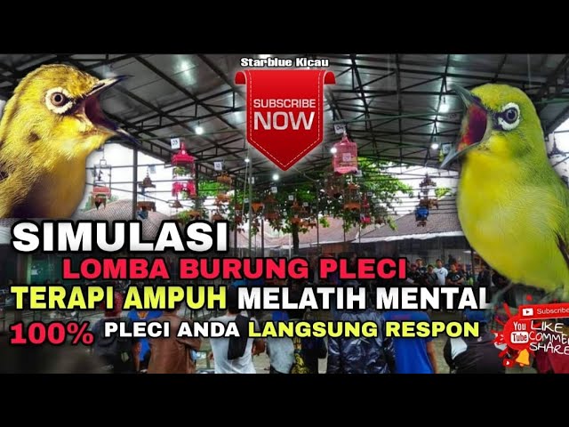 SIMULASI LOMBA BURUNG PLECI || TERAPI AMPUH MELATIH MENTAL PLECI JADI FIGHTER class=