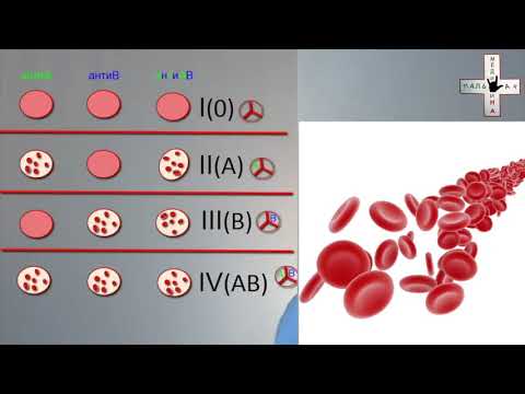 группа крови, резус фактор,  резус конфликт