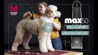 MOSER Max 50  How to do a full clip on a large dog | MOSER Animal