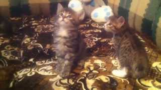 Маленькие и смешные наши коты 06 Маленькие и смешные наши коты 06