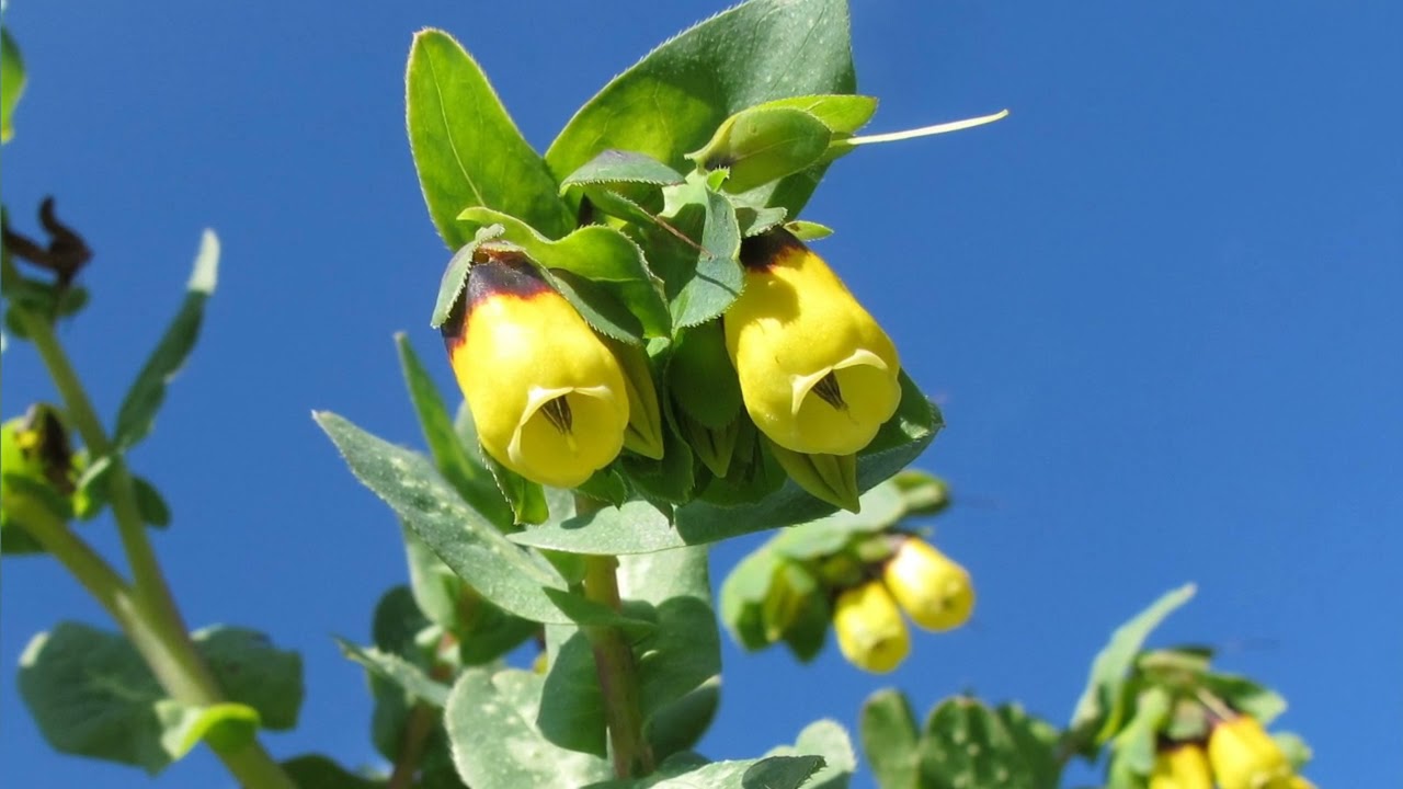 ВОСКОВНИК (CERINTHE)