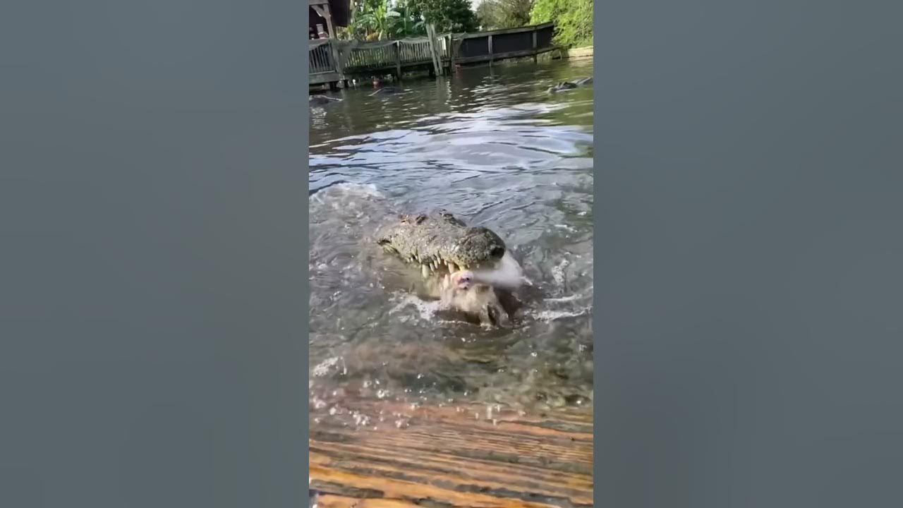 Lyle the Nile Crocodile Slow Mo‼️ #gatorland #nilecrocodile - YouTube