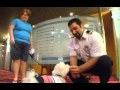 Dogs 101- coton de tulear の動画、YouTube動画。