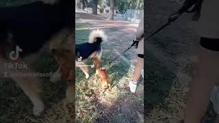 Mejora notable en la reactividad de Panchito 🌭 con otros perros by Adiestrados - Adiestramiento Canino 68 views 2 weeks ago 2 minutes, 55 seconds