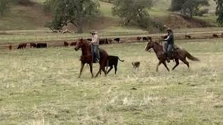 Lot 21 - 2026 Red Bluff Bull & Gelding Sale 