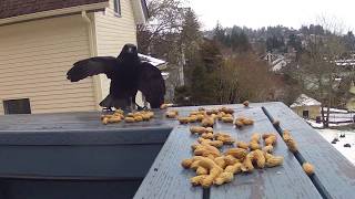 2019feb10 bird feeding with crows