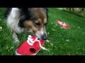 How to Train Your Dog to Poop Outside How to Train Your Dog to Poop Outside