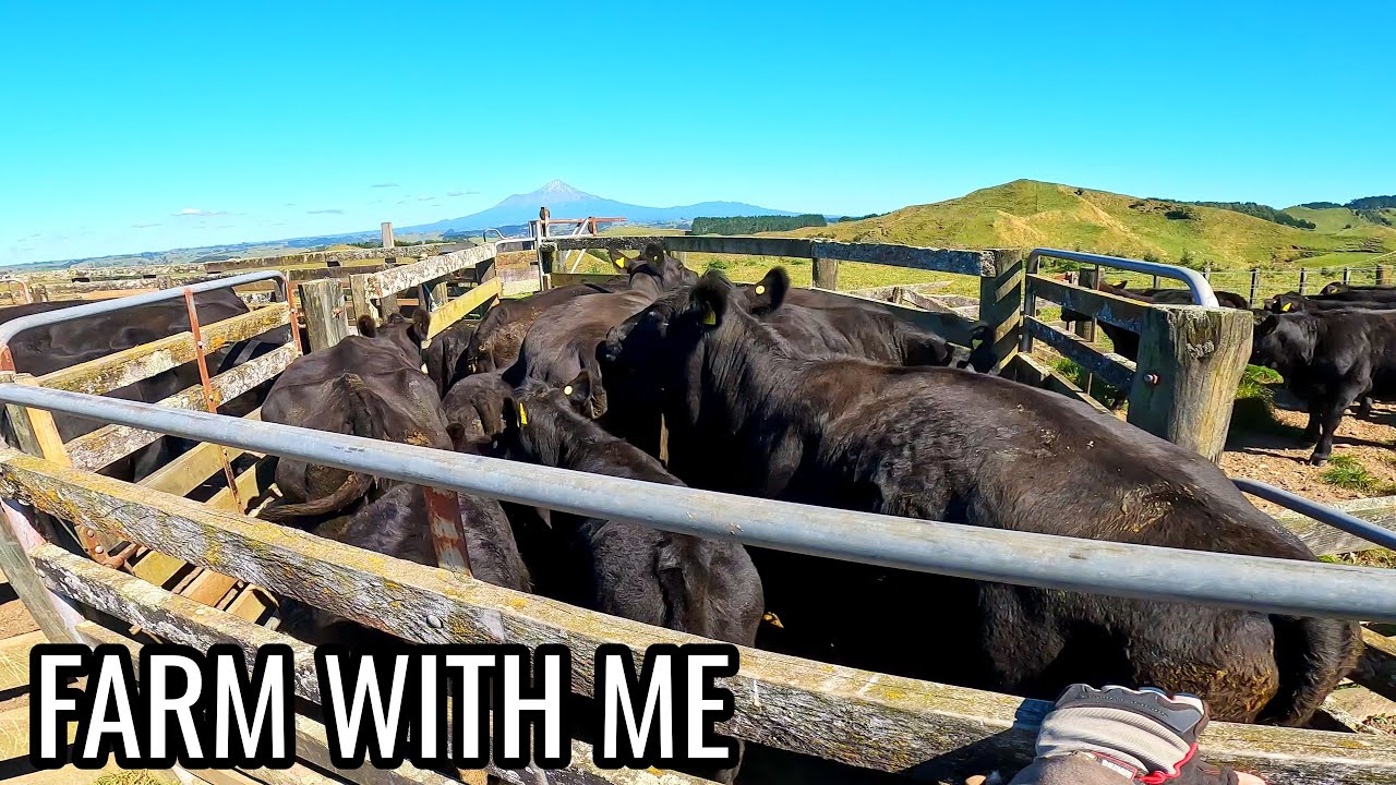 Calves to Cattle: Weaning Our Angus Herd