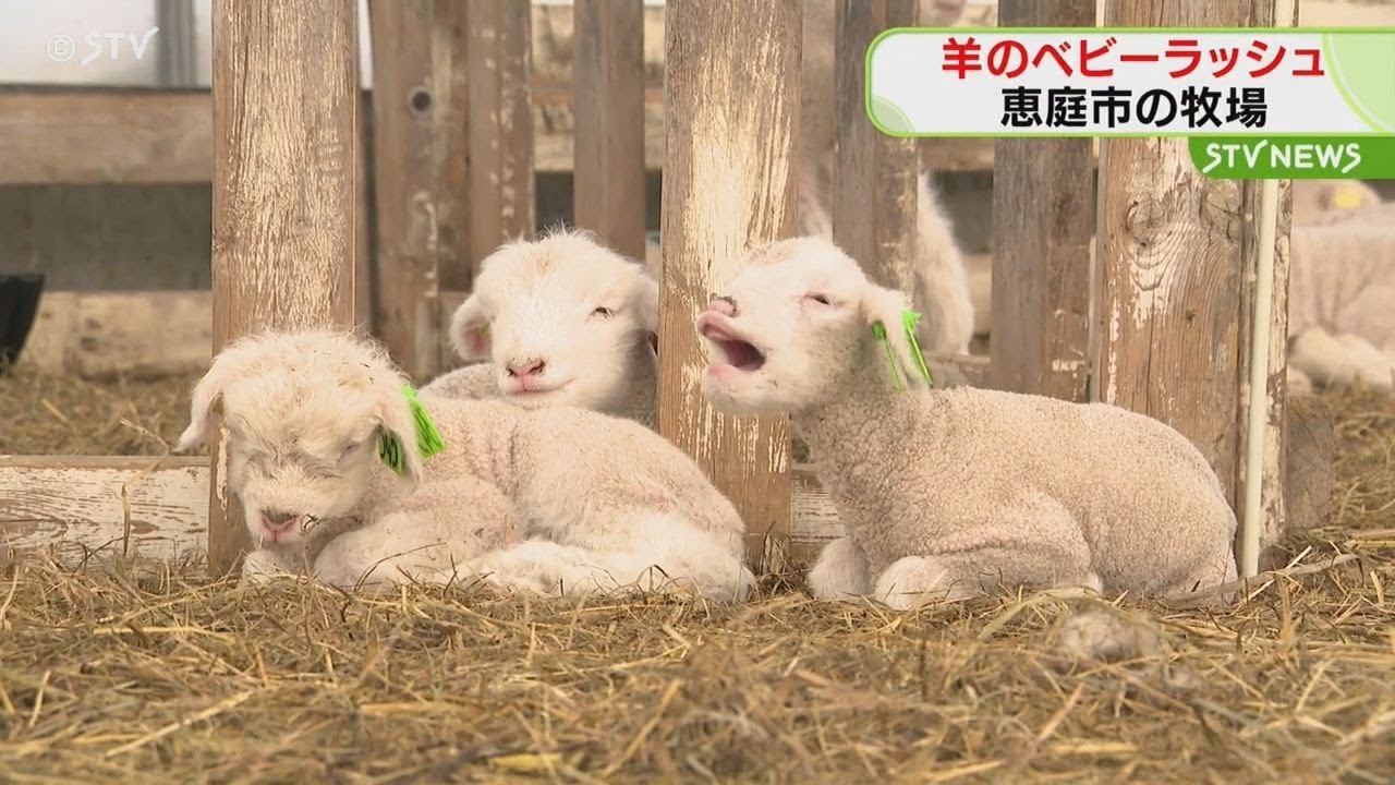 Baby sheep boom: 130 born at Eniwa farm - YouTube