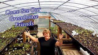 Come See Our Greenhouse Friends. So Much Growing We Added More Shelves.