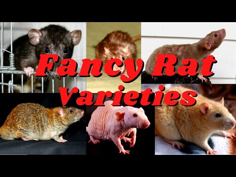 Video: Fancy Rat-variëteiten: bontkleur, oogkleur, vachttype en markeringen