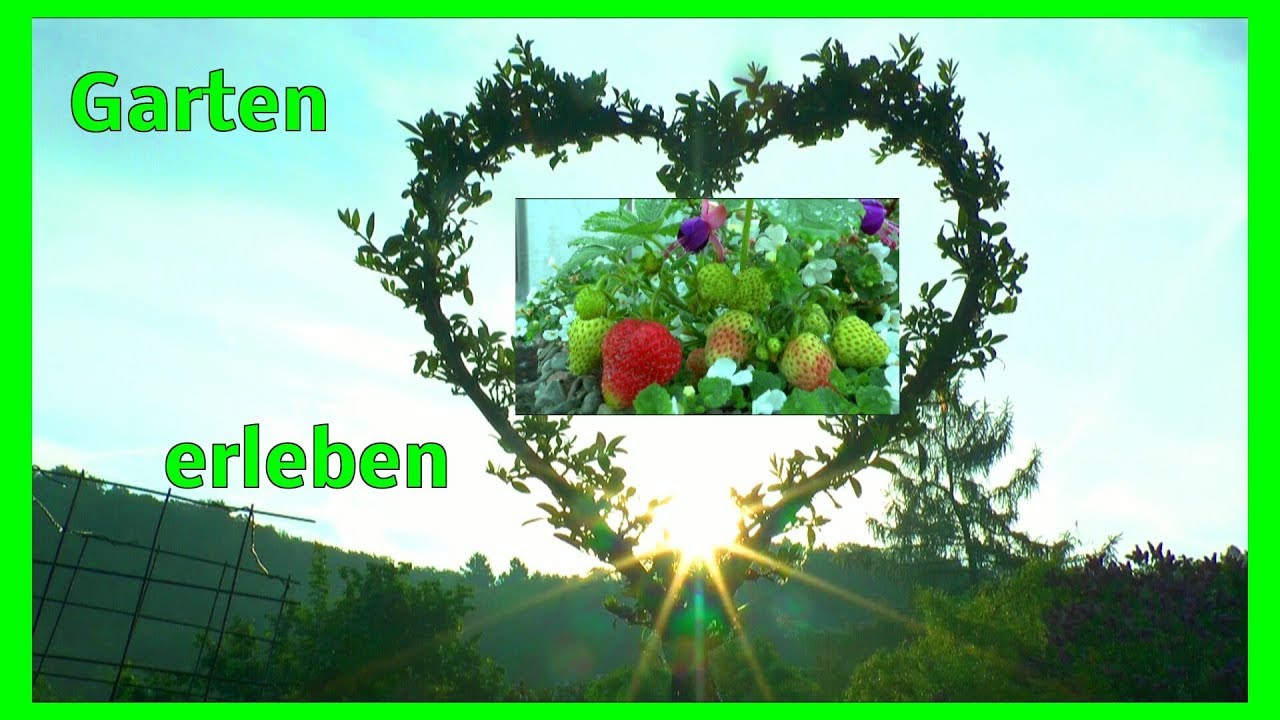 Garten Bonsai Inspirationen Der Pflanzen Eindrucke Erleben Und