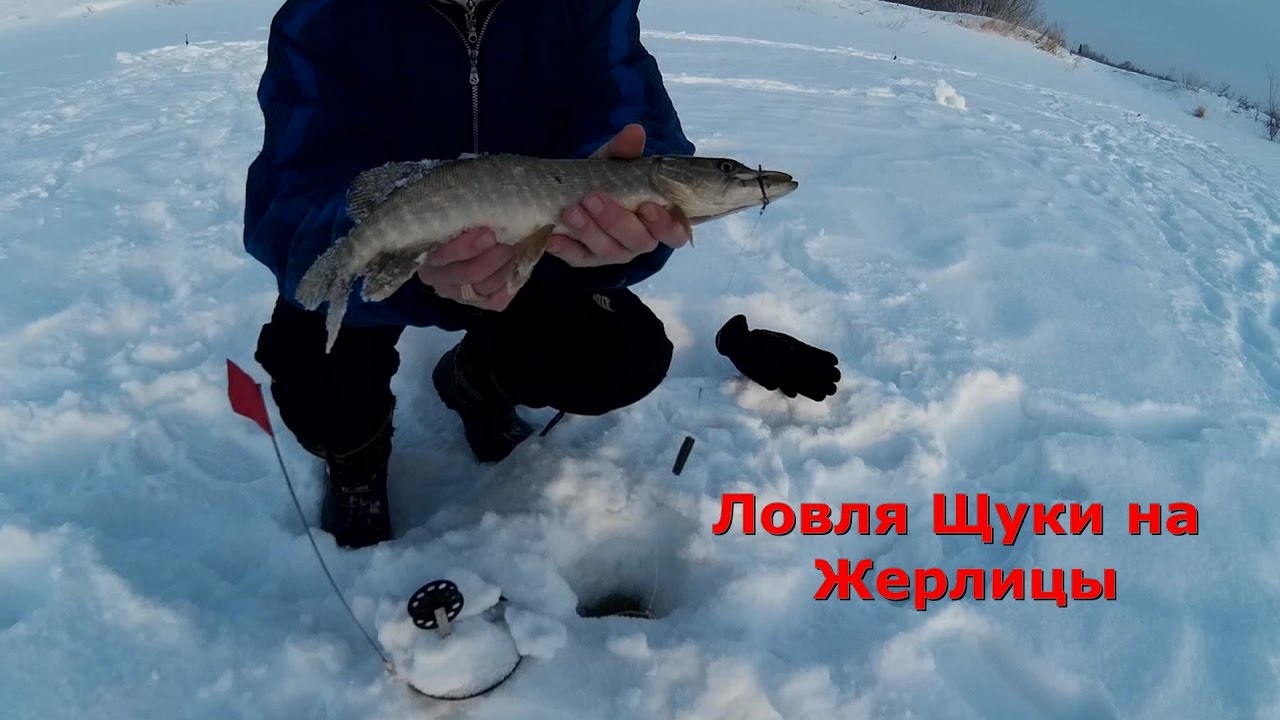 Ловля щуки на жерлицы зимой Ловля щуки на жерлицы зимой