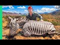 Hunting and eating zebra inside a south african game reserve