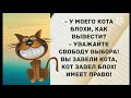 - У моего кота блохи, как вывести? Прикольные анекдоты дня!