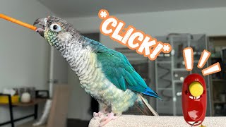 PARROT CLICKER TRAINING ( Conure, Cockatiel, Macaw, Ringneck, Budgie) | TheParrotTeacher