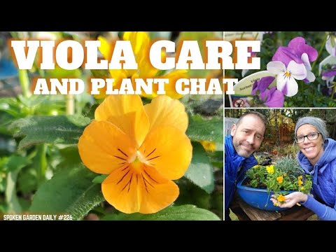 Video: Altvioolbloemen: planten, groeien en verzorgen in het open veld