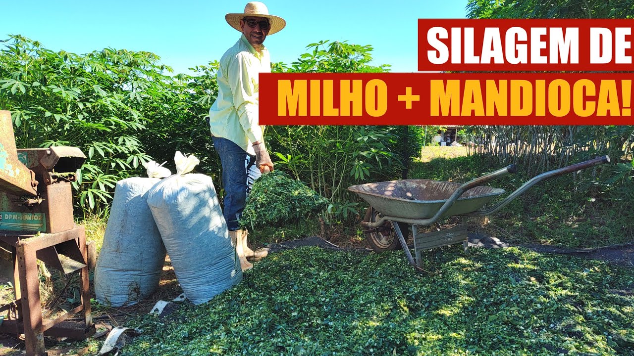 Resultado Incrível da SILAGEM de MILHO com MANDIOCA!