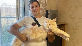 Установка сетки Антикошка VIP.#антикошка #краснодар #коты #окна #сетка #кошки