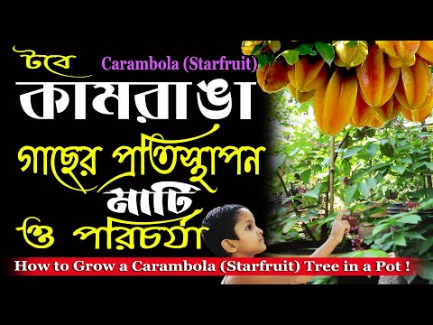 কামরাঙা গাছের প্রতিস্থাপন মাটি ও পরিচর্যা ! How to Grow a Starfruit (Carambola) Tree in Pot !