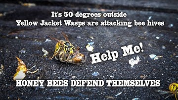 Yellow Jacket Wasps Attack a Bee hive, Honey Bees Sting and Kill Wasps, leaving them outside.