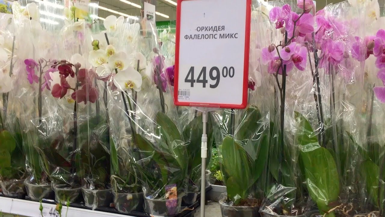 Купить орхидею в саратове. Ашан фаленопсис. Орхидеи фаленопсисы Оби. Ашан орхидеи. Горшки для орхидей в Ашане.