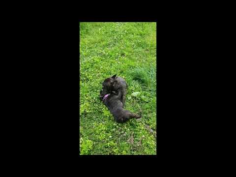 French bulldogs playing