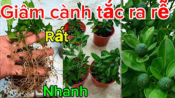 Chỉ cần một củ hành cành giâm sẽ ra rễ rất kinh khủng