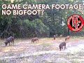 Game camera footage  deer coyotes hogs turkeys and no bigfoot