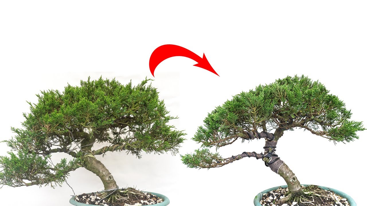 Del Vivero a Bonsai - Un desafio complicado - Junípero Kaizuka