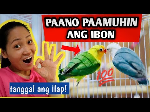 Video: Paano Magsanay ng isang Talking Parakeet