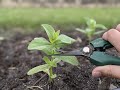 Comment pincer les zinnias pour doubler les fleurs 