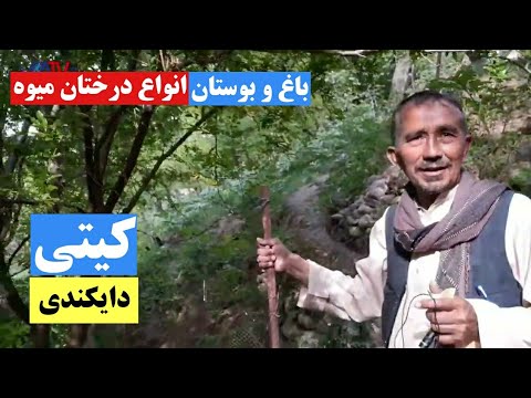 تصویری: کروکوس: چگونه می توان یک باغ متنوع را ترتیب داد