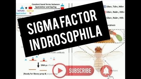 Sigma factor in Drosophila (Daeurmodification) #NEET#CSIR NET#MSc