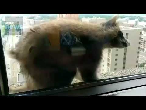 Masked Daredevil - MPR Raccoon scales building