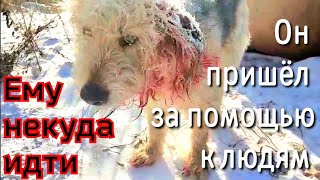 Бездомный пёс выживал зимой / он пишел  за помощью к людям/help save the dog by Спасение бездомных животных Приют Дари добро Нск 38,805 views 1 month ago 9 minutes, 44 seconds