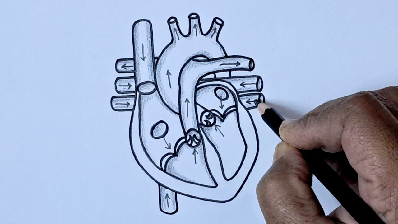How to Draw Human Heart Easy | Human Heart Diagram Drawing Labelled