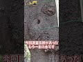 木の中のハチの巣調査のやり方　#shorts