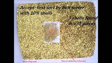 Sorting Pumpkin Seeds - AMVT (Meyer) Color Sorter