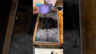 The Joy of Resin! 5/20/24 Large Coffee Table Test Pour part 4