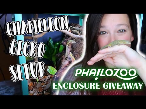 Chameleon Gecko Planted Setup // Phailozoo Enclosure Giveaway!