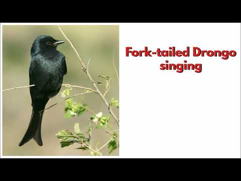 Video: Kaip vadinamas šakuodegis paukštis?