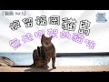 『貓島 Vol.5』 逗留福岡貓島｜無法招架的貓咪
