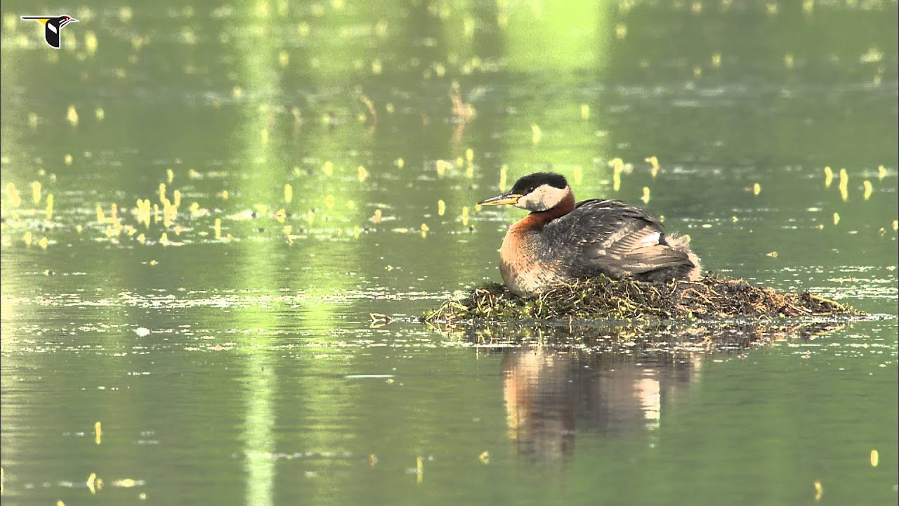 A Red-necked Grebe sits on its nest, and a young chick climbs under its parent's wing