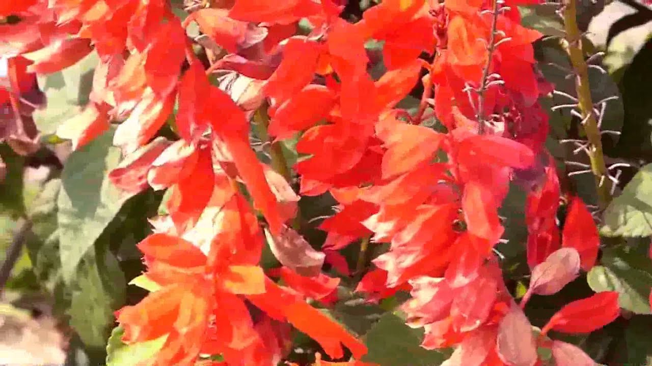 S こんちゅーぶ サルビアの花に潜り込むニホンミツバチ